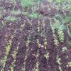Faunamaster forest recovery 2 – Bild 7