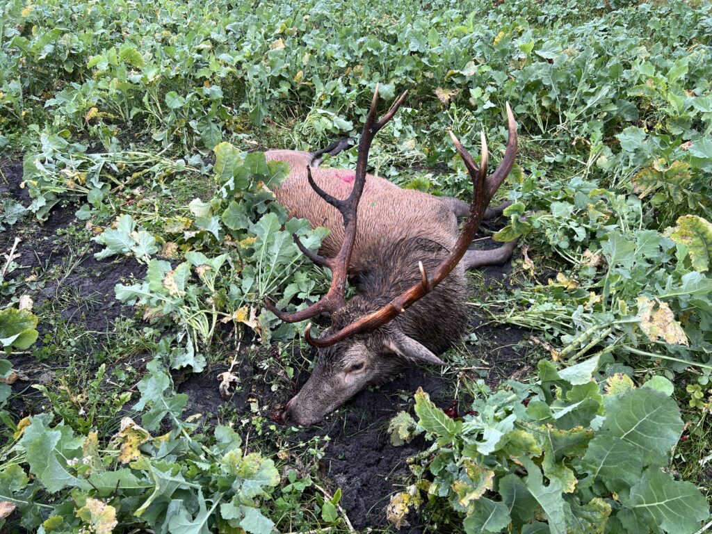 Auf der Jagd nach Rotwild