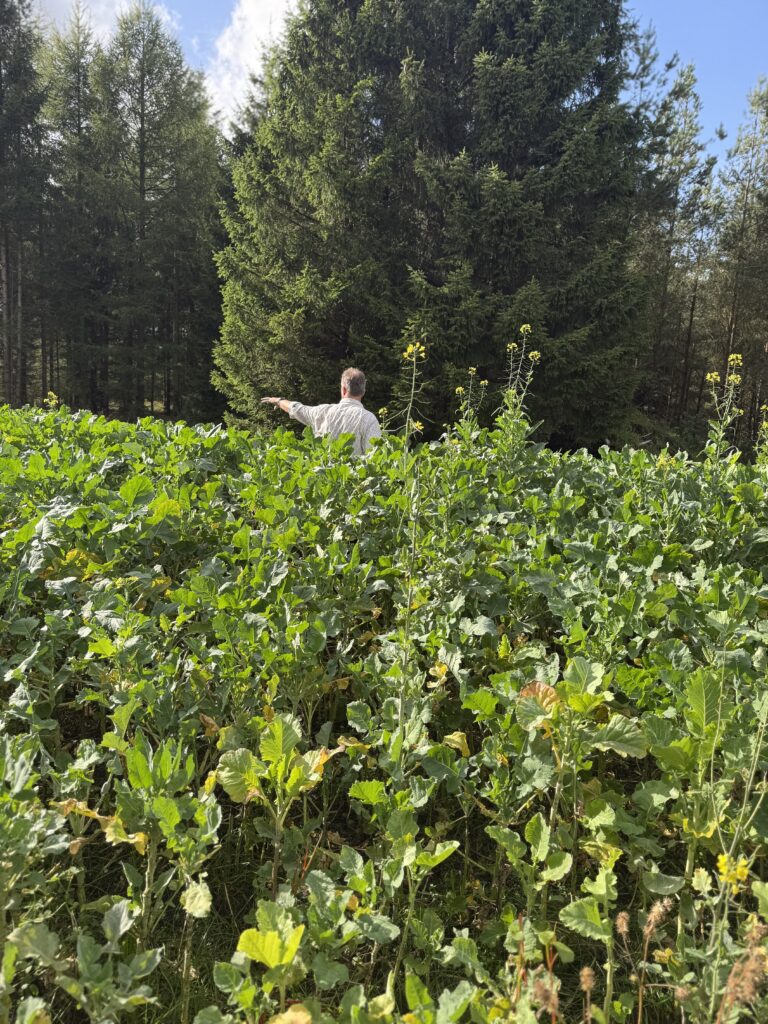 Auf der Jagd nach Rotwild