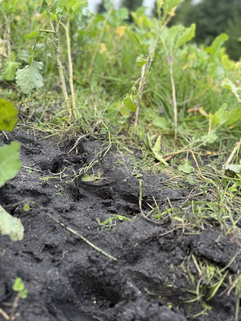 Wildhüter