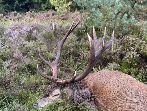 Auf der Jagd nach Rotwild